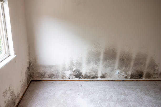 Best Commercial Mold Inspection  in Trucksville, PA